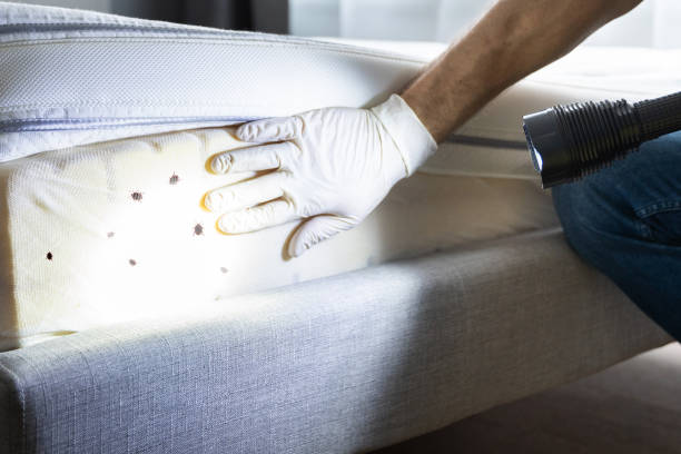 Best Pest Prevention Services  in Olcott, NY