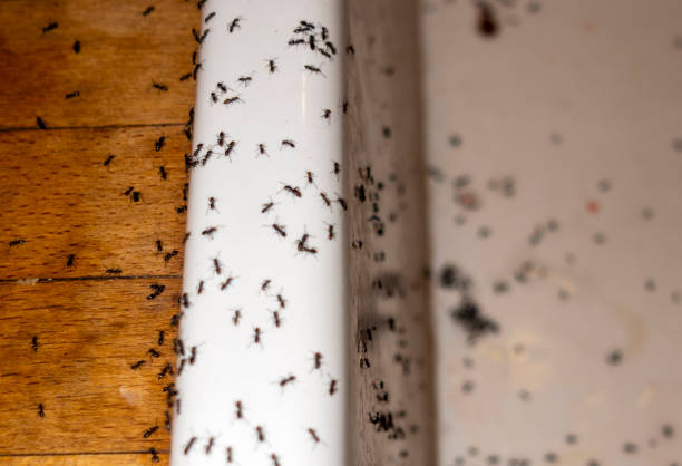 Wasp Removal Services in Olcott, NY