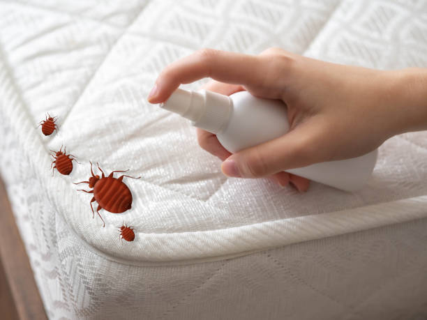 Best Insect Control  in Olcott, NY