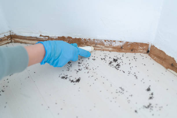 Best Flea Control Services  in Olcott, NY